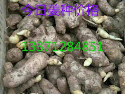 山东生姜基地 山东生姜价格 老姜价格批发图1