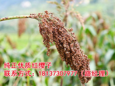 纯正优质红缨子高粱图1