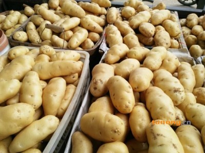 供应山东土豆荷兰十五图1