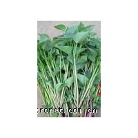 供应优质脱毒紫薯苗