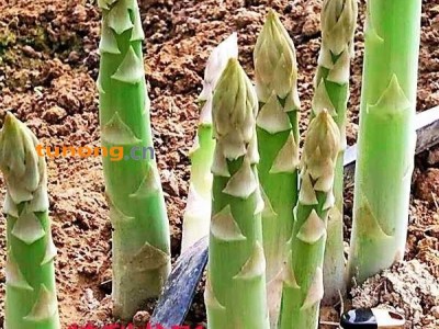 供应特利龙进口芦笋种子图1