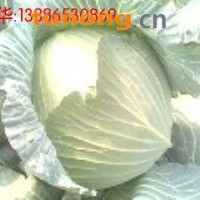 大量供应嘉鱼包菜(甘蓝),大头菜