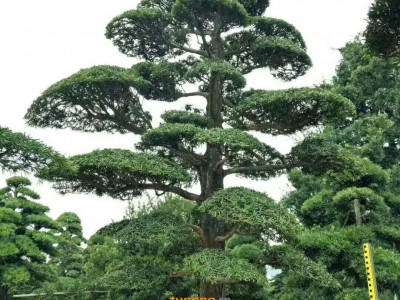 浏阳市罗汉松图1