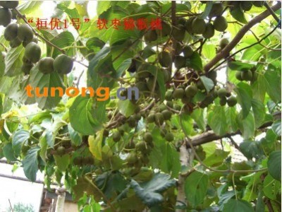 供应猕猴桃种苗图1