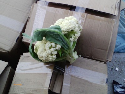 供应有机花菜图1