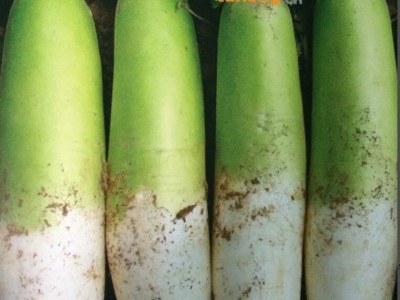 供应锦沃绿树--青头萝卜种子图1