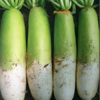 供应锦沃绿树--青头萝卜种子