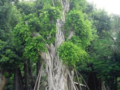 供应小叶榕-福建漳州大榕树图1