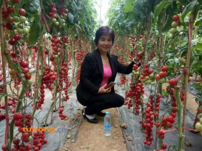 供应绿帆—圣女果种苗图1