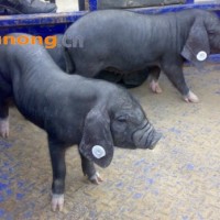供应纯种太湖黑母猪