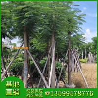 供应凤凰木