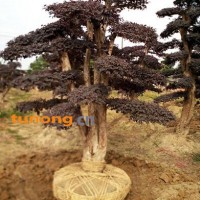 供应湖南造型红继木树桩