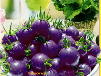 供应紫珍珠－番茄种子图1
