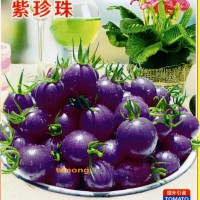 供应紫珍珠－番茄种子