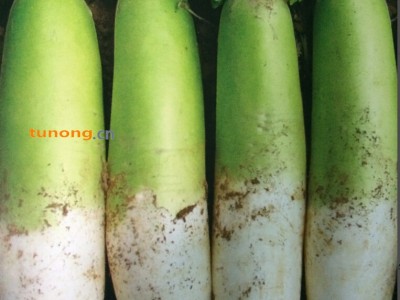 供应锦沃绿树--青头萝卜种子图1