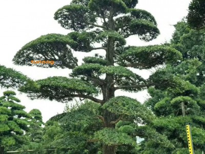 浏阳市罗汉松图1