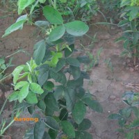 供应苏格兰金链树小苗