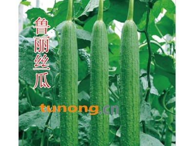 供应寿光丝瓜高产丝瓜种子—鲁丽图1