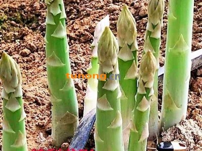 供应特利龙进口芦笋种子图1