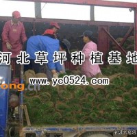 供应早熟禾草坪