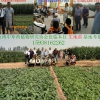 供应生地栽子<span class=