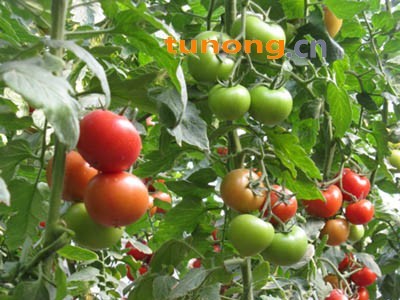 供应以色列耐克009（高抗TY病毒大红）—番茄种子图1