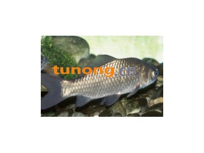 供应鲫鱼苗,供应草鱼苗,供应鳊鱼苗,供应青鱼苗图1