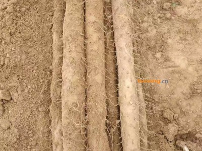 供应聊城白玉山药图1