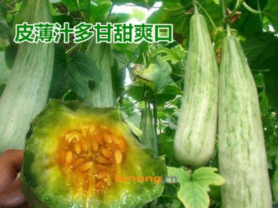 供应嫁接/直根羊角蜜甜瓜苗 绿宝甜瓜苗 博洋系列甜瓜苗图1