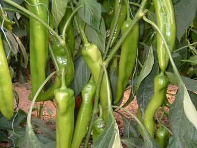 供应牛角椒—辣椒种子图1