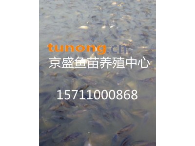 供应鲫鱼夏花、鲤鱼夏花、草鱼夏花等图1