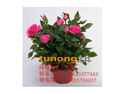 供应玫瑰、月季、蔷薇花图1