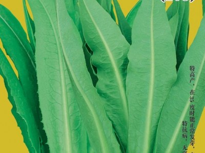 供应抗热无斑油麦菜—莴苣种子图1