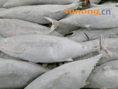 冰鲜北极甜虾清关时间图1