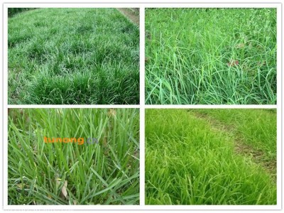 广西草种批发图1