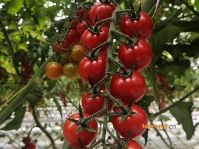 供应番茄图1