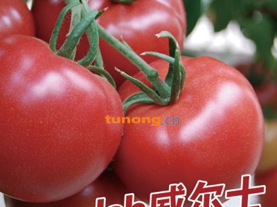 供应秋延抗TY番茄威尔士—番茄种子图1