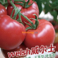 供应秋延抗TY番茄威尔士—番茄种子