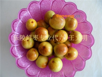 供应山东鲜大枣图1