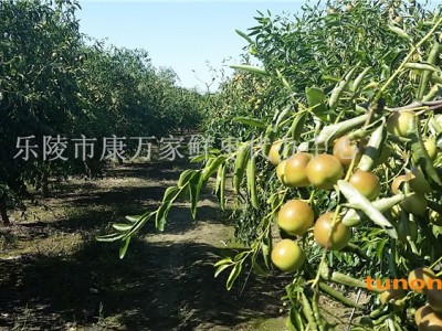 供应山东冬枣图1