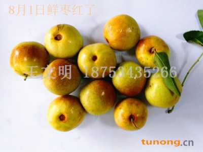 供应鲜梨枣图1
