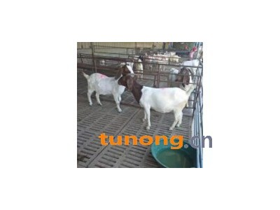 杜泊羊50只价格报价价格报价现货行情图1