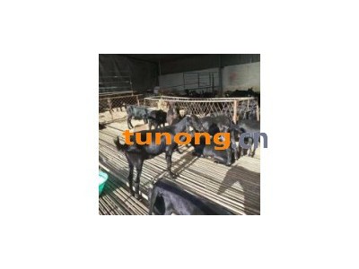 波尔山羊羊苗批发价格  波尔山羊多少钱一只图1