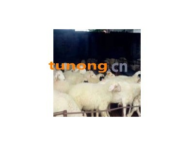 波尔山羊图片 小羊批发200元图1