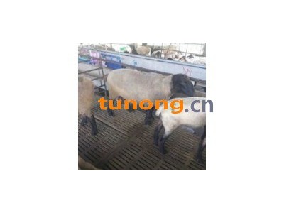 三十斤左右的白山羊价格报价一斤专业养殖养殖基地图1