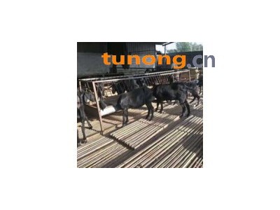 青山羊幼崽什么价格 青山羊活羊多少钱一斤图1