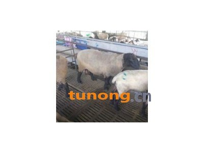 今日肉羊批发多少钱一斤 80斤的肉羊多少钱一只图1