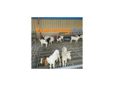 波尔山羊多少钱一只 肉羊价格最新行情图1