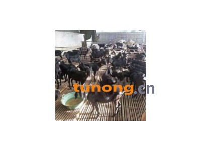 纯种波尔山羊多少钱 波尔山羊种羊多少钱一只图1