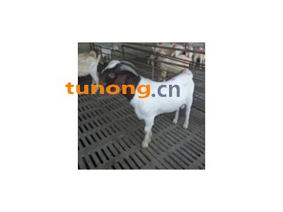 2020年下半年活羊价格表 波尔山羊羊苗批发价格图1